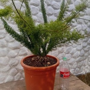 Helecho Espárrago en Maceta Naranja con Envase de 2 Litros - imagen 6