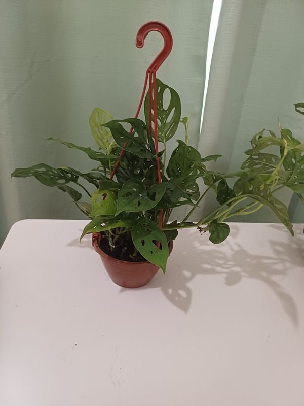 Item 848684 - Image 1