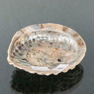 Lote anterior: Coquilla de Abulón Natural - 15x13 cm