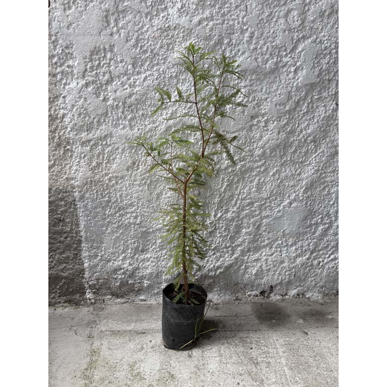 Item 2113600 - Image 0