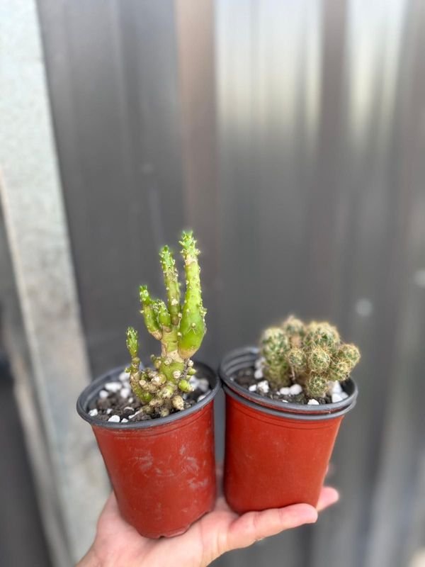 Dos Cactus en Pots Rojos