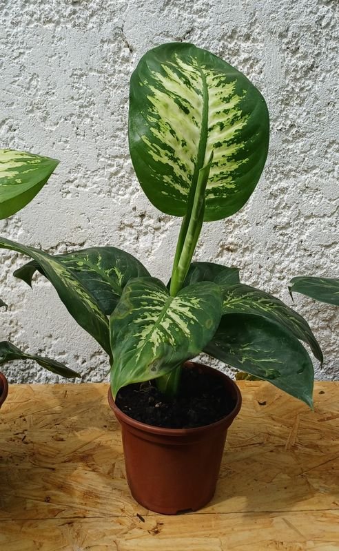Plantas Difenbachia en Macetas de Terracota - imagen 4