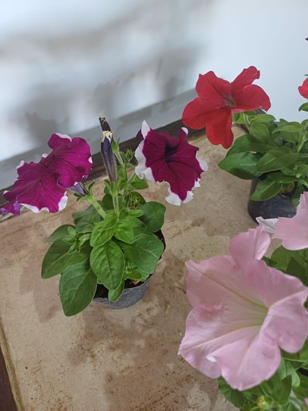 Item 852635 - Image 2