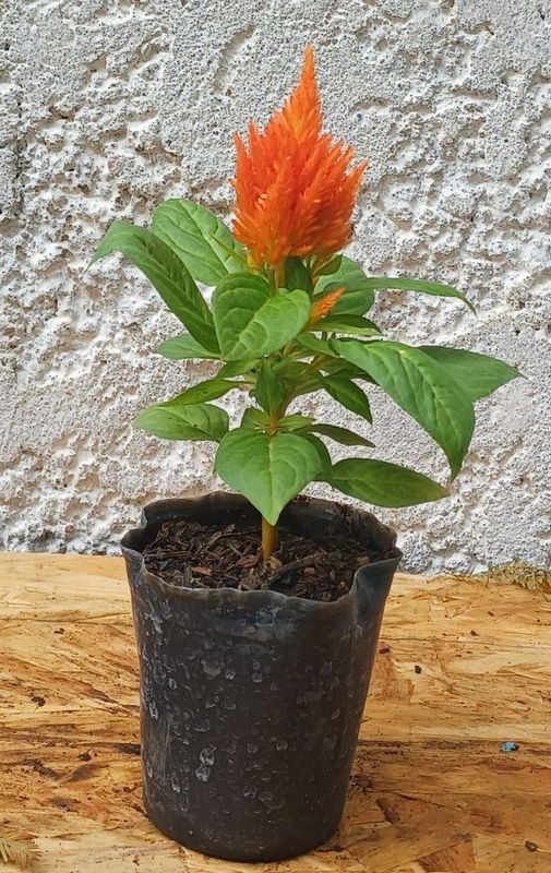 Item 929726 - Image 6