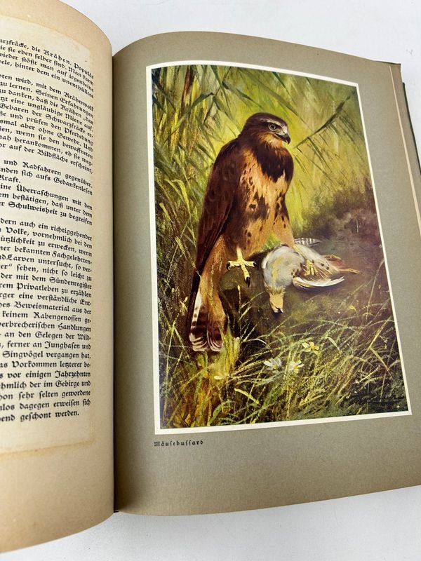 Libro sobre naturaleza y vida silvestre, Bosque y pradera, de Paul von Tschudi - imagen 6