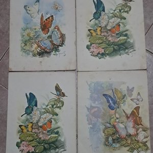 Menús Crucero "Giulio Cesare" Años 70 - Set de 4 Ilustraciones de Mariposas - imagen 2
