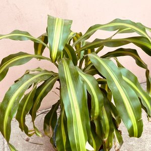 Planta Palo de Agua en Maceta Verde - imagen 4