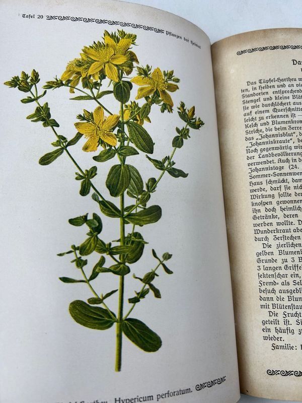 Libros de Botánica: Curso General Aplicado y Flora de la Patria - imagen 10
