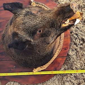 Cabeza de Jabalí Taxidermizada con Colmillos sobre Placa de Madera - imagen 17