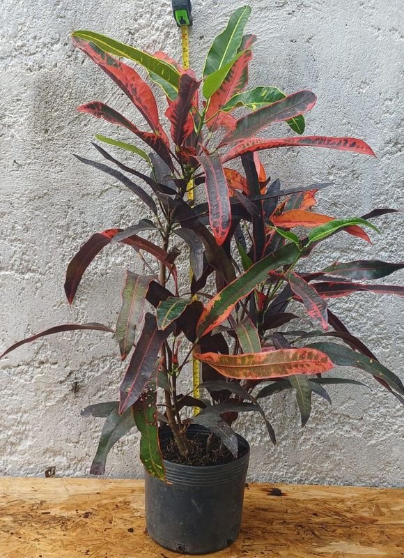 Planta de Croton en Venta - imagen 1