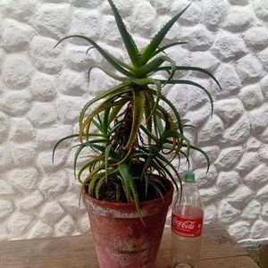 Lote anterior: Planta Suculenta Aloe Arborecens Grande en Maceta Decorativa