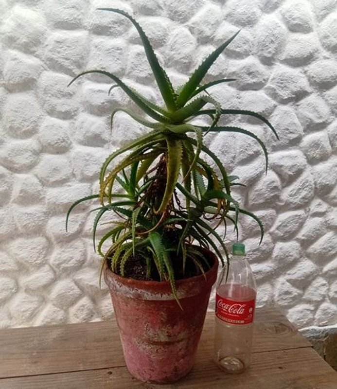 Planta Suculenta Aloe Arborecens Grande en Maceta Decorativa