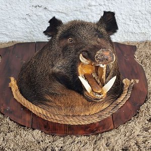 Cabeza de Jabalí Taxidermizada con Colmillos sobre Placa de Madera - imagen 9