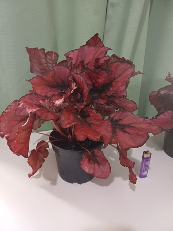 Item 848683 - Image 2