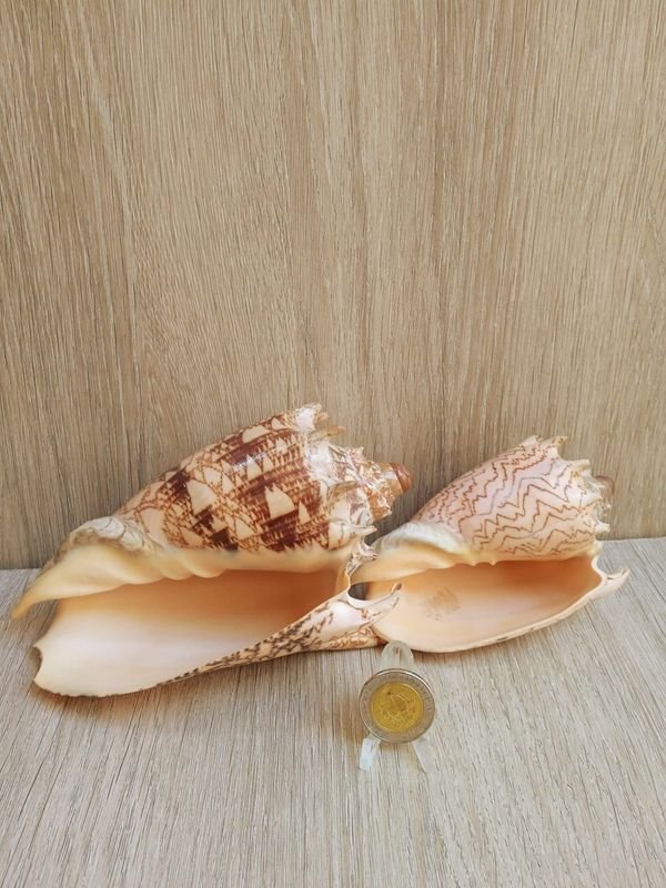 Item 884186 - Image 2