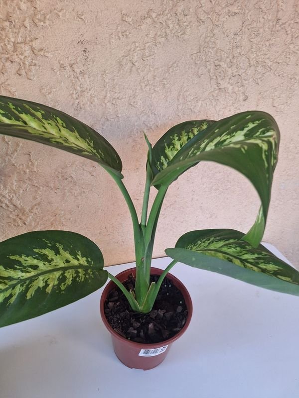 Item 870081 - Image 6