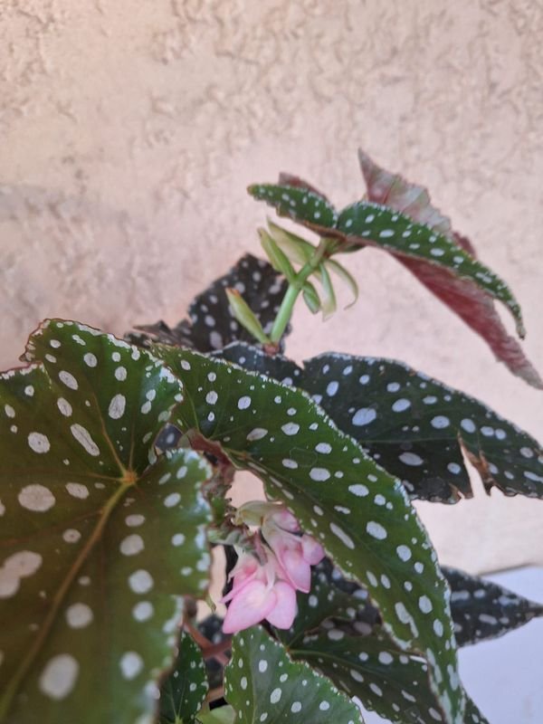 Item 870215 - Image 0