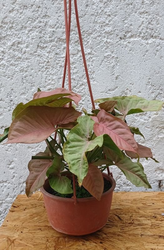 Item 929869 - Image 2