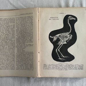 El Arte de Criar Gallinas: Manual Didáctico e Histórico - imagen 2