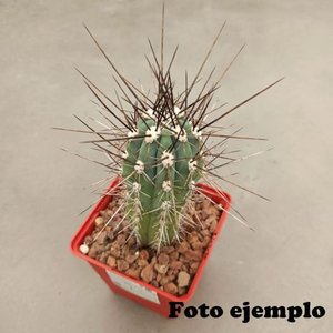 Cactus Aguja de Coser (Stetsonia coryne) en Maceta - imagen 3