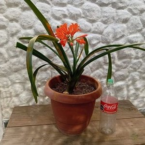 Clivias Naranjas en Floración con Maceta de 2 Litros - imagen 4