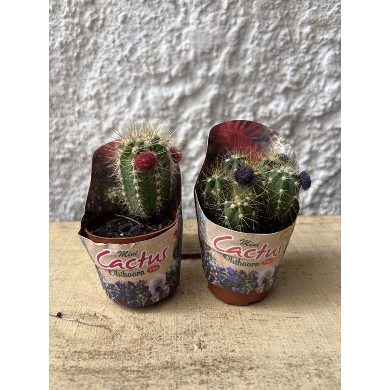 Item 2113549 - Image 0