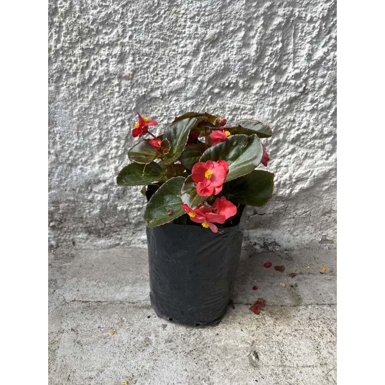 Item 2113567 - Image 0