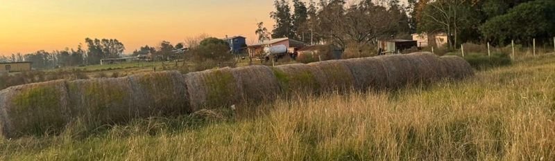 Rollos de Pasto Seco Grandes Enfardados
