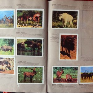 Álbum de Figuritas "Animales de Todo el Mundo" Mosca Hnos. Incompleto con 145 Figuritas - imagen 5