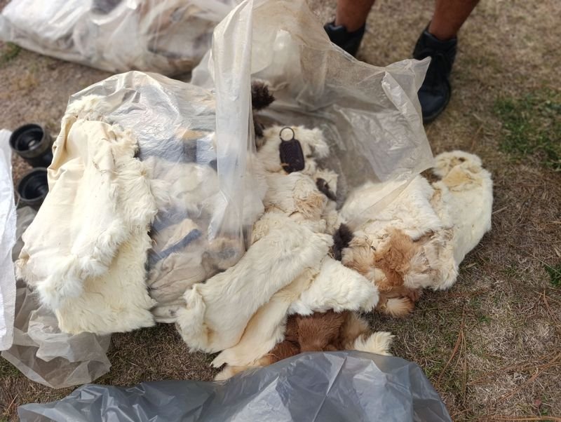 Pelajes de conejo para venta - imagen 2
