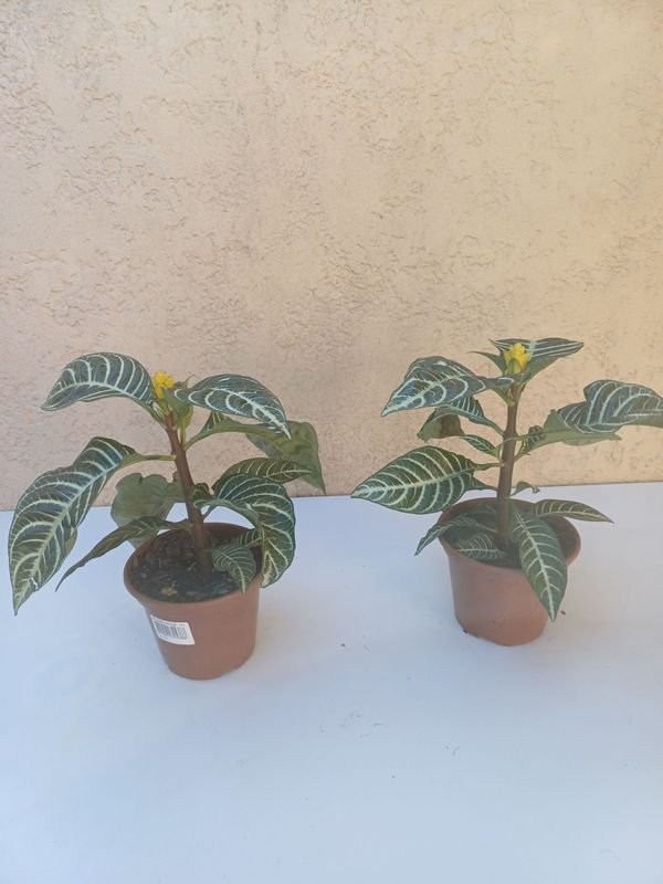 Item 929941 - Image 6