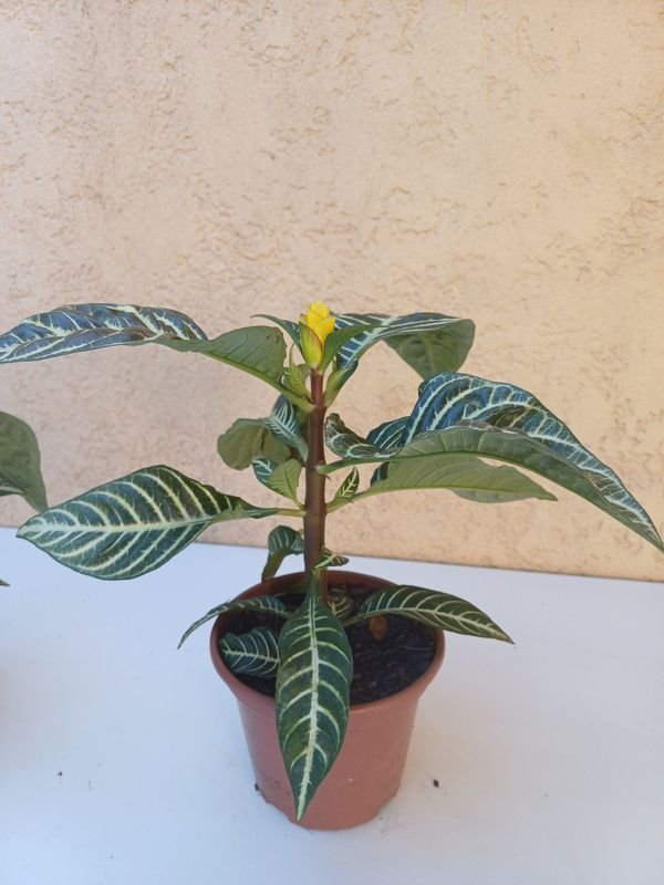 Item 901496 - Image 5