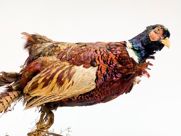 Pavo Real Embalsamado con Detalles - imagen 2