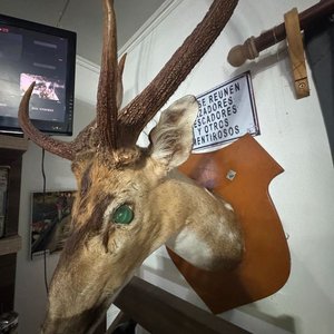Cabeza de Ciervo Taxidermia Gran Tamaño, Excelente Conservación - imagen 9