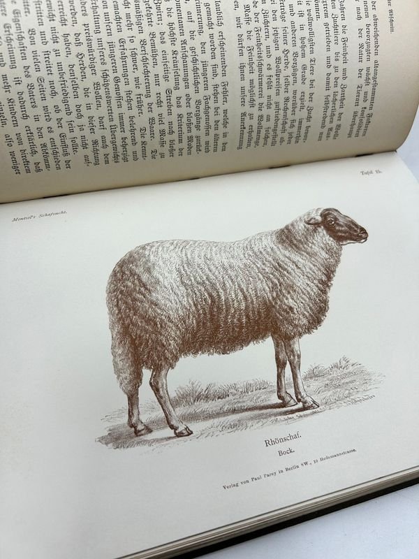 Libro técnico sobre ganadería de ovejas, 1892, Paul Parey, Berlín - imagen 4