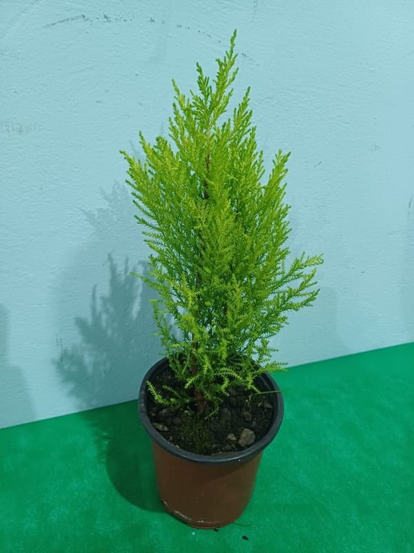 Item 848666 - Image 2