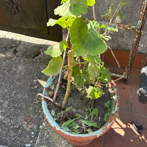 Lote siguiente: Planta en Maceta de Barro