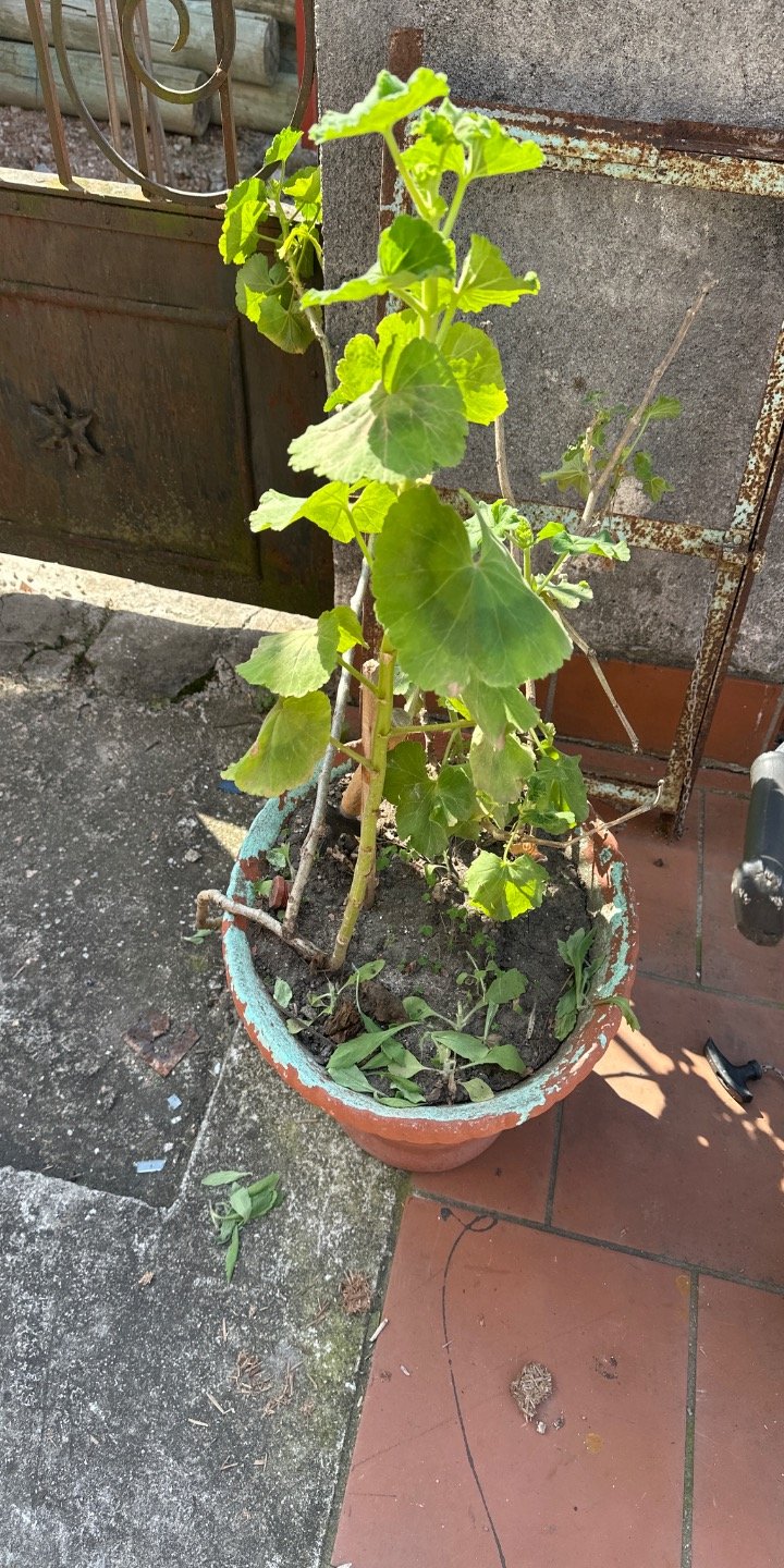 Planta en Maceta de Barro