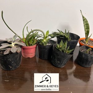 Lote siguiente: Lote de 7 Plantas Suculentas y Cactus en Macetas