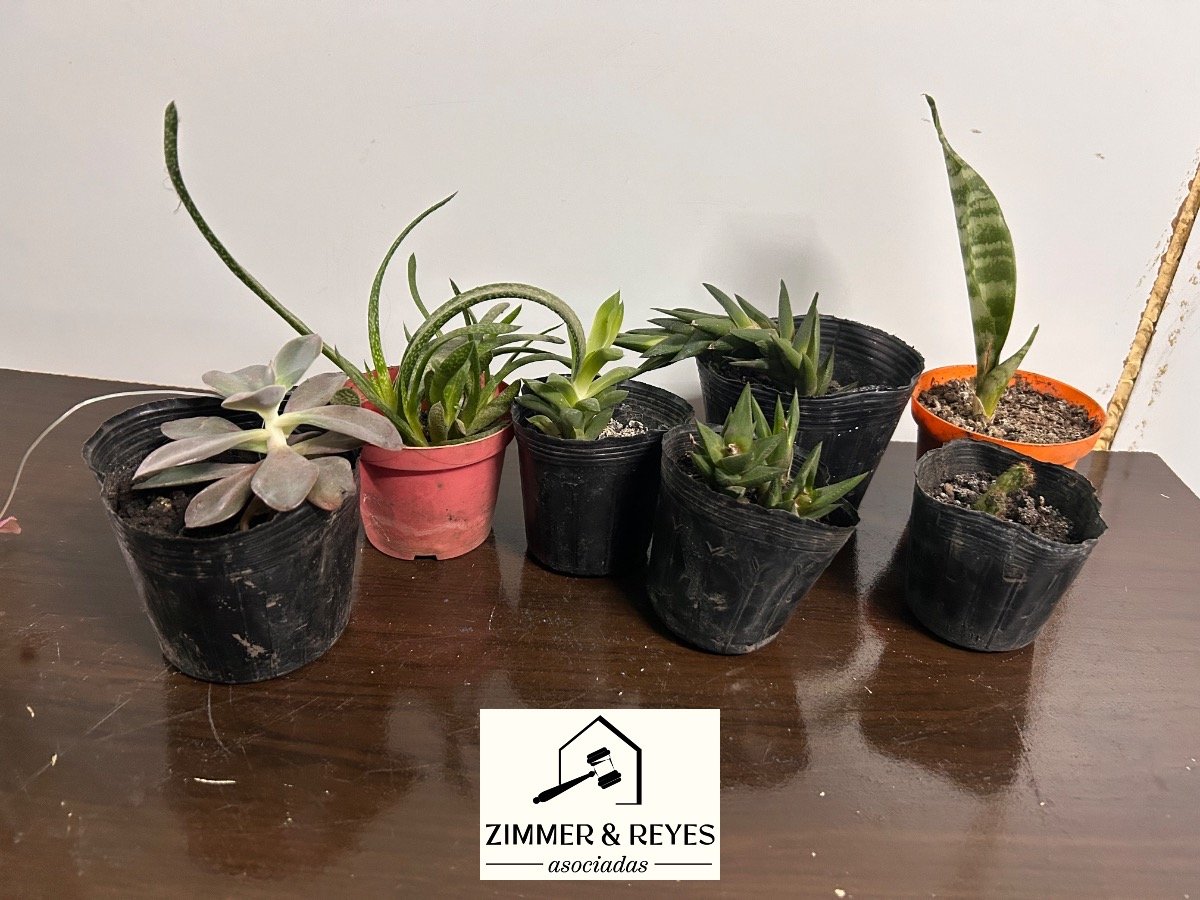 Lote de 7 Plantas Suculentas y Cactus en Macetas