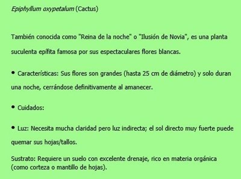 Cactus Ilusión de Novia o Reina de la Noche (Epiphyllum oxypetalum) - imagen 2