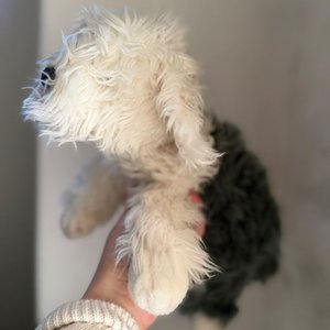 Peluche Perro Raza Bobtail - imagen 2