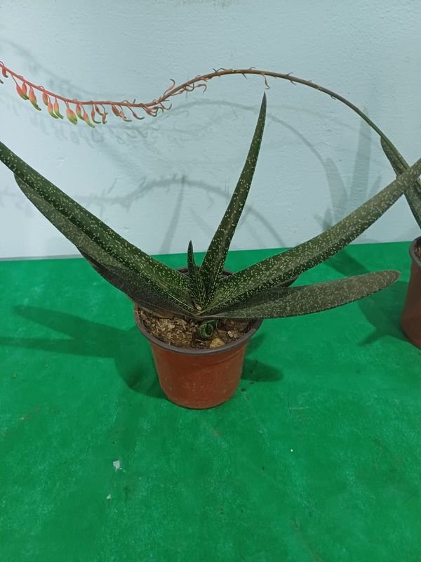 Item 852654 - Image 1