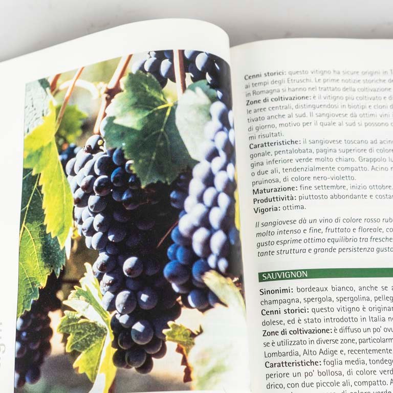 Libro sobre vino italiano con textos en italiano - imagen 2