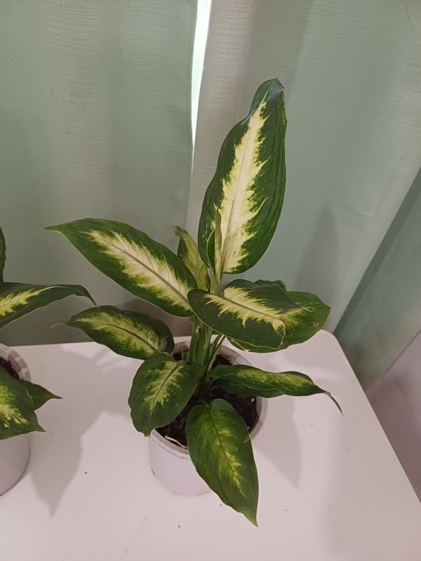 Item 848673 - Image 0