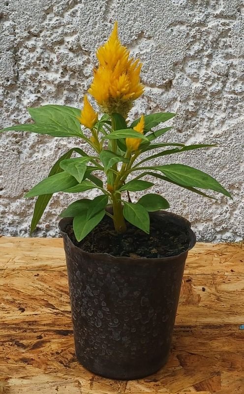 Item 929726 - Image 1