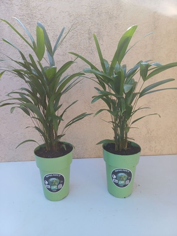 Item 929933 - Image 0