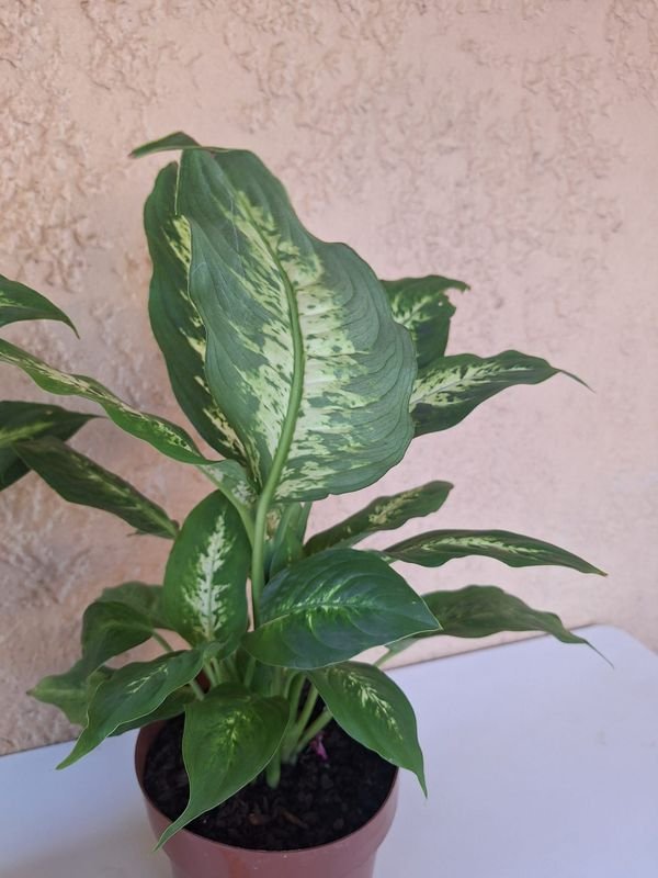 Item 870081 - Image 7