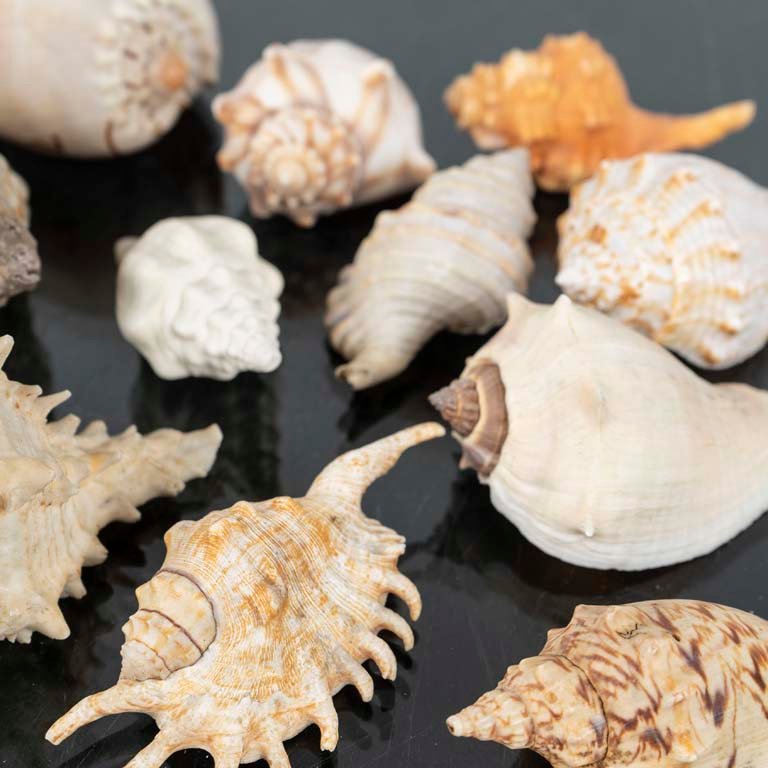 Conchas de mar de colección - imagen 2