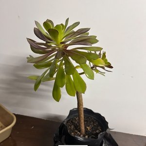 Planta Suculenta Decorativa en Maceta Negra - imagen 3